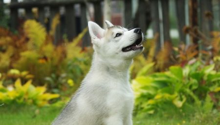 How to train your husky to use the toilet outdoors and at home?