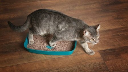 How to train a cat to use a litter box in a new place?