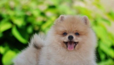 How to accustom a spitz to a diaper?