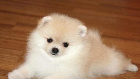 How to train a spitz to the toilet?