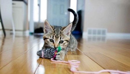 How to make a DIY cat toy?
