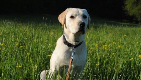 How to care for a Labrador retriever?