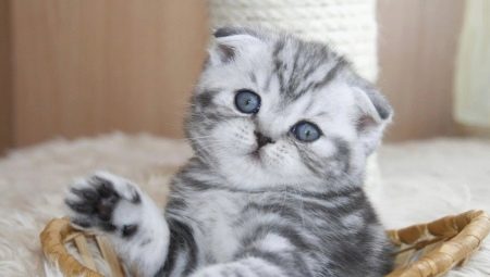 How to care for a Fold Scottish kitten?