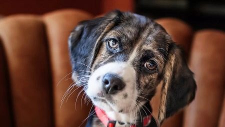 Comment les chiens voient-ils et peuvent-ils distinguer les couleurs ?
