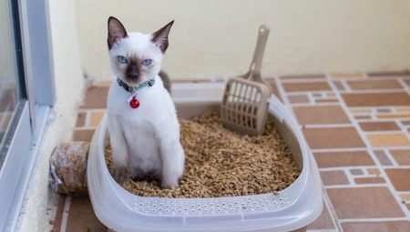 How to choose and use a cat litter box?