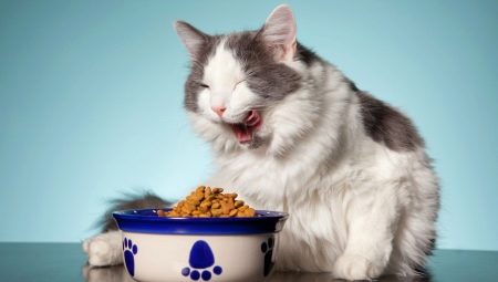 Comment choisir la nourriture pour chat en conserve ?