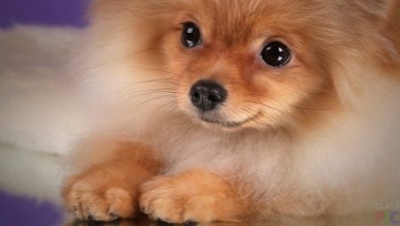 How to choose food for your Spitz?