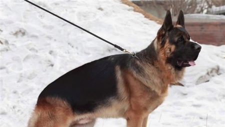 What do Chinese Shepherd dogs look like and how to keep them?