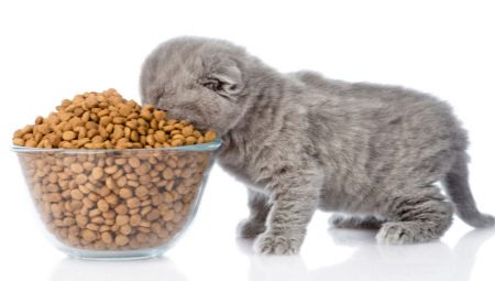 What is the daily amount of food for a kitten?