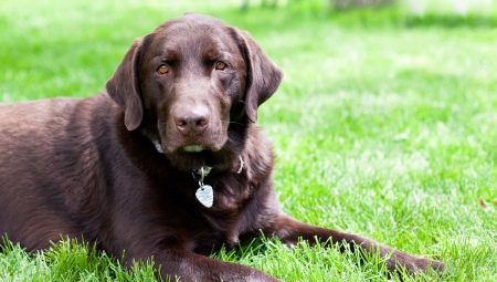 Quelles tailles sont les labradors ?