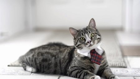 What kind of cat is better to have in the apartment?
