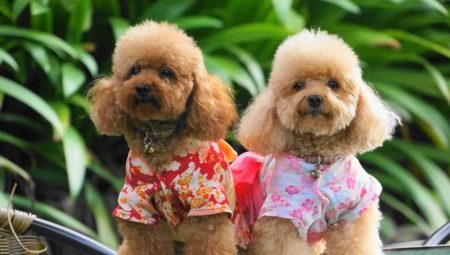 Miniature poodle: color variations, breed characteristics and content