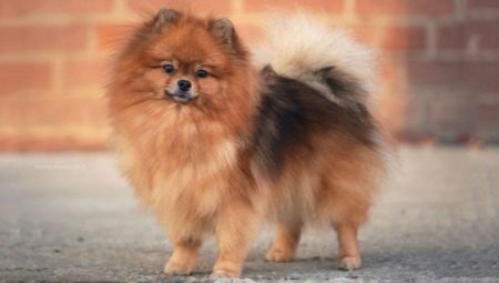 Spitz miniature: description de la race, avantages et inconvénients, contenu