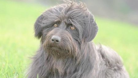 Catalan Shepherd Dogs: what do they look like and how to keep them?