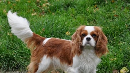 Cavalier King Charles Spaniel: Everything You Need to Know About Dog Breed