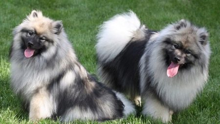 Keeshond: features of the breed and the subtleties of the content