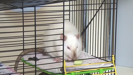 DIY rat cages: options and step-by-step instructions