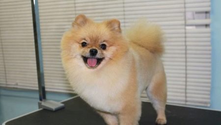 When and how should a Spitz be cut?