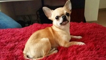 When do Chihuahuas have ears and how to place them?