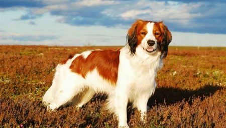Koikerhondje : 개 사육의 품종 및 특징에 대한 설명