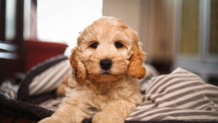 Cockapoo: all about the dog breed