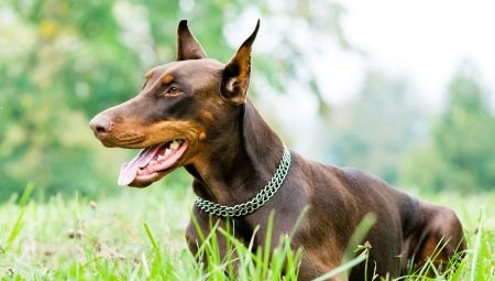 Brown Dobermans: features of color and care for them