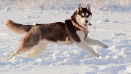 Brown husky: features of color and content