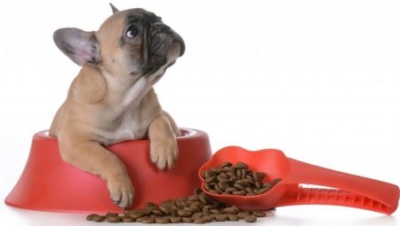 Food for the French Bulldog: what are there and how to choose?