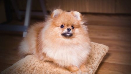 Feeding and caring for your Pomeranian at home