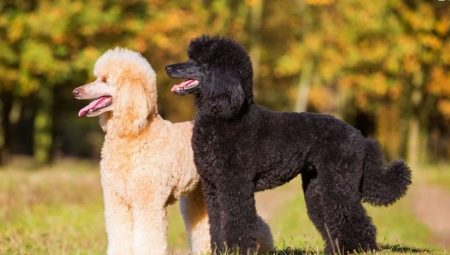 Royal poodle: color variations, personality traits and training
