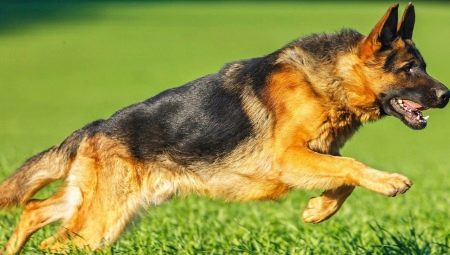 Short-haired German Shepherds: description and care features