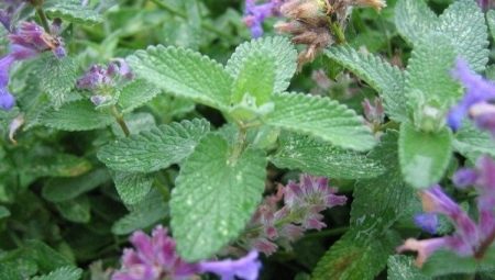 Catnip: what is it and how does the plant work for cats?