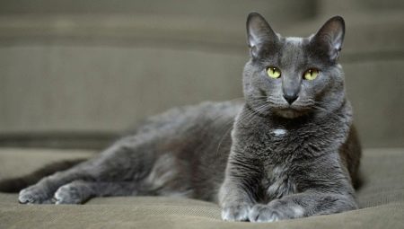 Γάτα Korat: καταγωγή, χαρακτηριστικά, φροντίδα