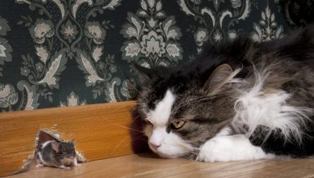 Rat catcher cats: popular breeds and their content