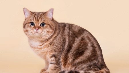 Tabby cats: features of the pattern on the coat and a list of breeds