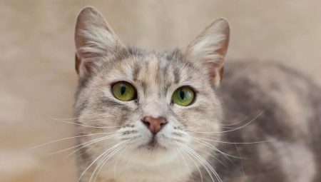 Mestizo cats: description and care features