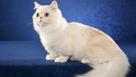 Napoleon cats: description and care features
