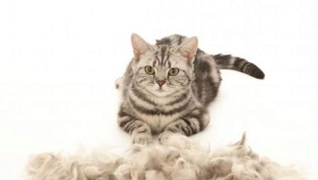 The cat sheds heavily: causes and solutions to the problem