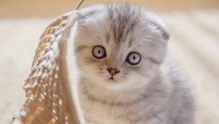 Kitten in 1-2 months: features of development and care