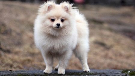奶油斯皮茨:顏色特徵,飼養幼犬的條件