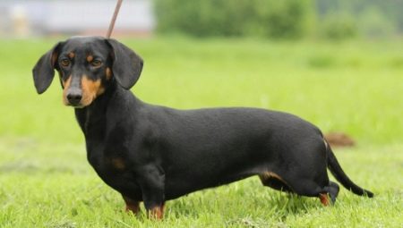 Rabbit dachshund: types and rules of maintenance