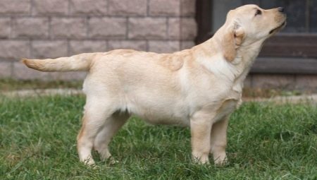 Labrador at the age of 4 months: what does it look like and how to keep it?