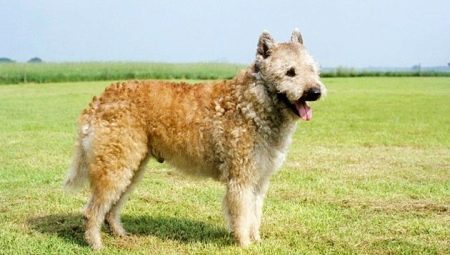 Lakenois: breed characteristics and content