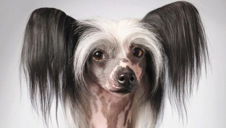 Chien chauve chinois à crête : description et conditions de son entretien