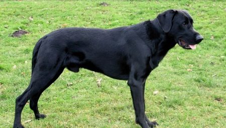 Majorcan Shepherd Dogs: breed description and maintenance rules