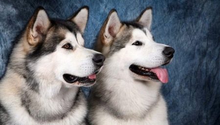 Malamute et husky: description et différences des races