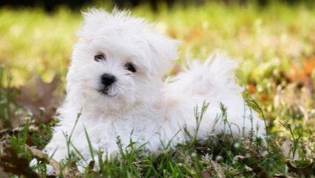 Maltese lapdog: description of dog breed, character and content