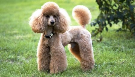 Small poodles: description, color variations, features of the content
