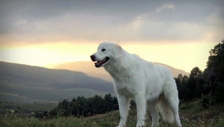 Maremma-Abruzzo Shepherd Dog: breed description, feeding and care
