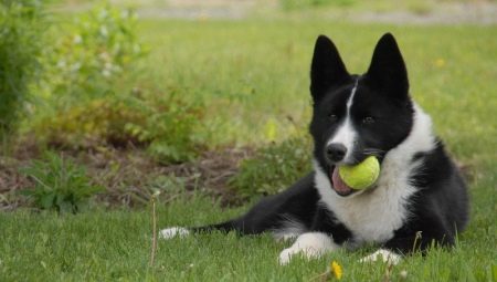 Bear Karelian dog: breed description and content